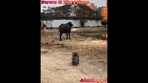 PUPPY IMITATES ITS FRIENDS THE BULLS