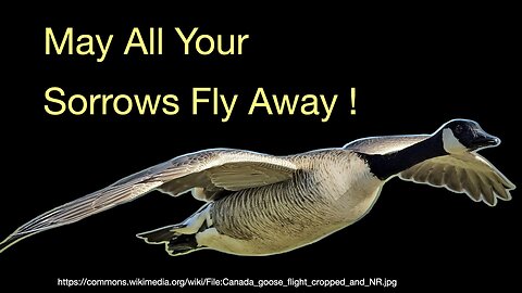 Why does China have Sorrowful Geese? 哀鸿遍野