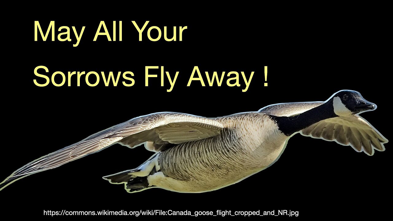 Why does China have Sorrowful Geese? 哀鸿遍野