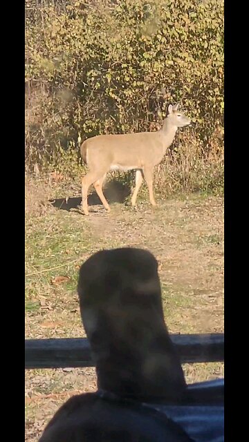 Deer Video Taken Today 12 14 2025 From Our Back Porch Temp 9 Degrees 5 Below Zero Windchill