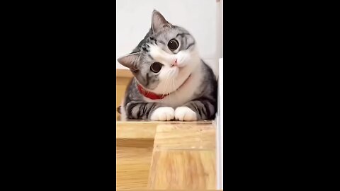 Funny Kitties