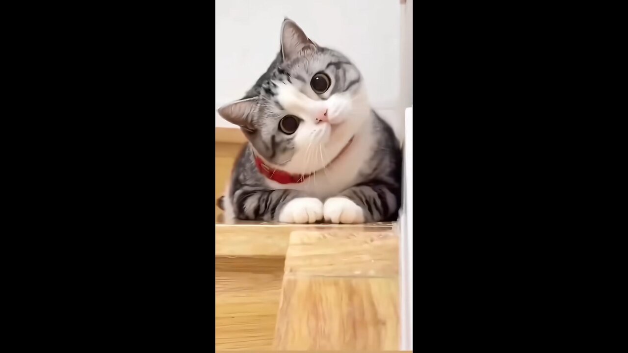 Funny Kitties