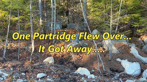 I Found A Partridge...He Flew Away