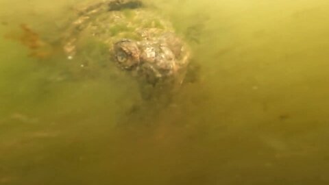 Snapping Turtle