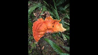 Part Two: Finding the motherload of Chicken of the Woods.