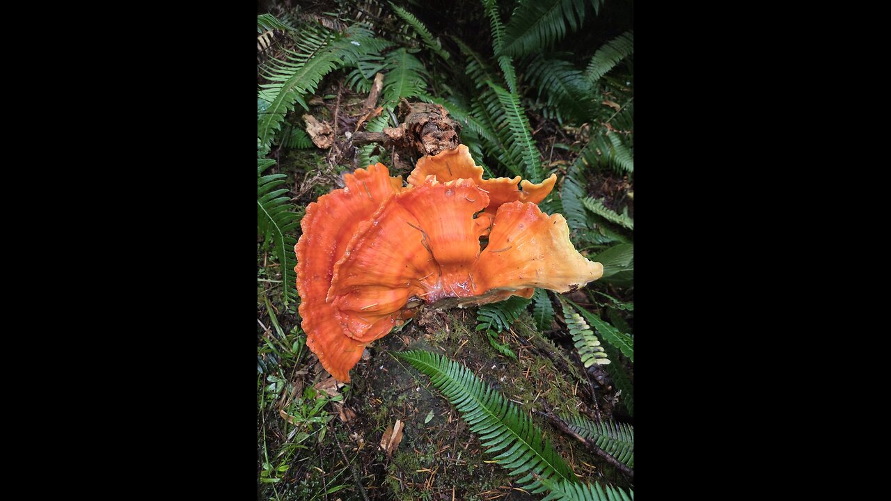 Part Two: Finding the motherload of Chicken of the Woods.