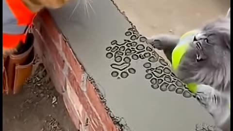 These are the builder cats. Did you know about them?