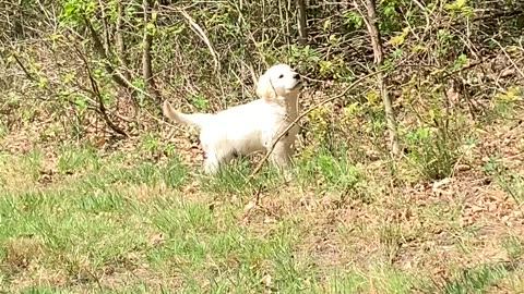 Puppy's First Encounter With Butterflies