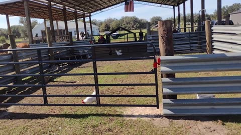 Our corral build. #cow #farm #god #blessed #diy #cattle