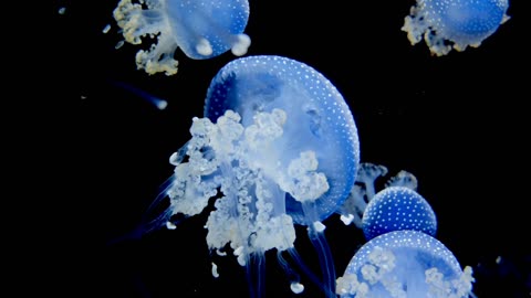 Interesting facts💡🙂