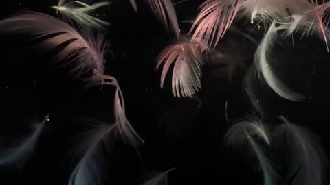 Taylor Swift - Sweet Nothing (Official Lyric Video)