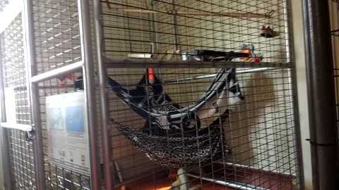 Mowgli just loves his new Valentine's teddy bear!