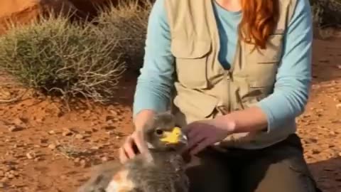 Incredible: Brave Ranger Rescues Baby Eagle Covered in Beetles in Rocky Mountain