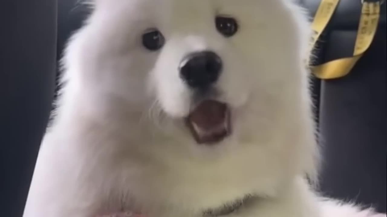 cute Dog