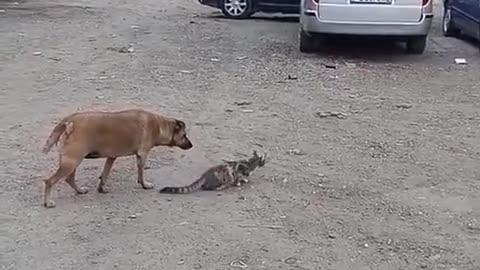 😮✨ Cat and Dog Face-Off: Who Sizes Up Whom? | FeedMyCuriosity