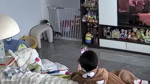 Silliest CATS on Earth 😂 Funny Cats Videos 2025