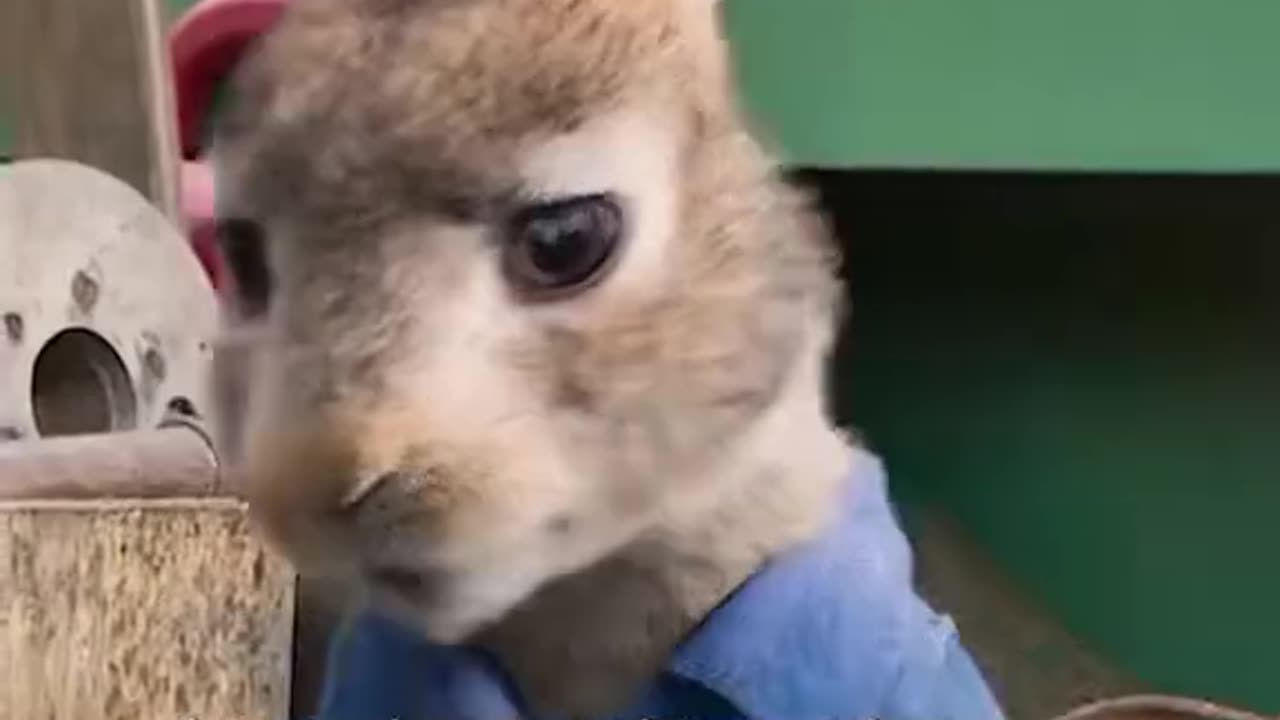 Top funny rabbits | funny video