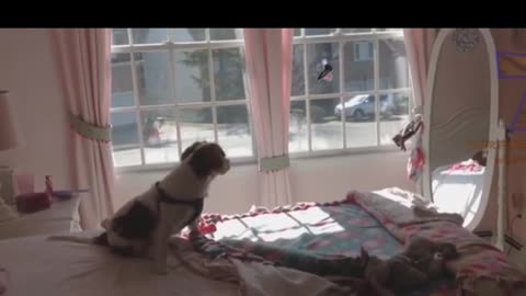 Pets vs Mirrors! Funny Animal Reactions | Happy Kiddo TV ~ Portrait Format