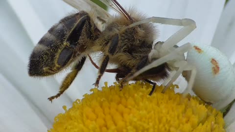 Goldenrod Crab Spider Catches Bee