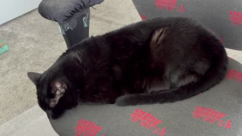 Cute Precious Piper Dreams of Having Lunch at a French Restaurant - My Adopted Shelter Cat Vlog