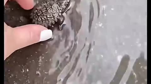 Go ahead, yeet me 🐢
