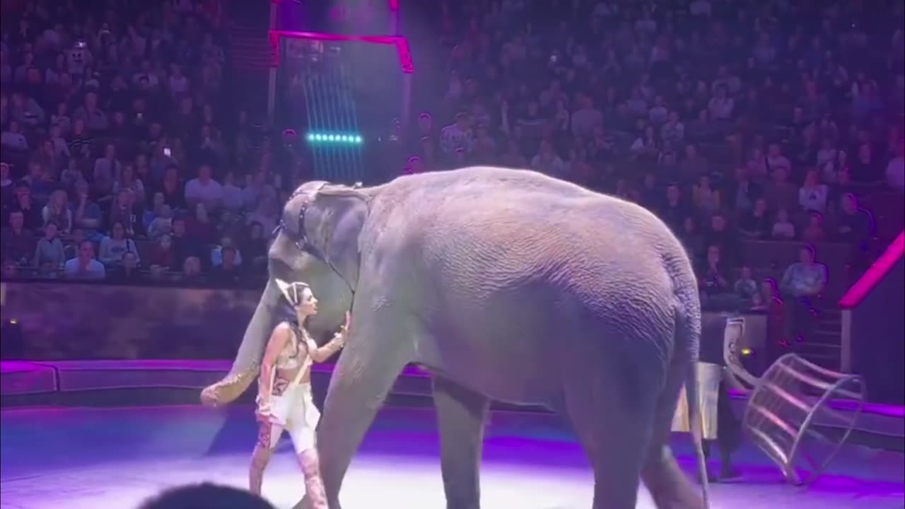 Step Into the Majestic World of Elephant Circus Wonders!