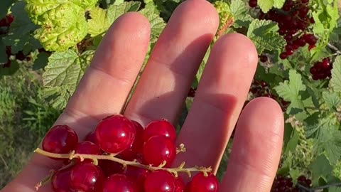 Vitamín C se nejvíce vstřebává nalačno