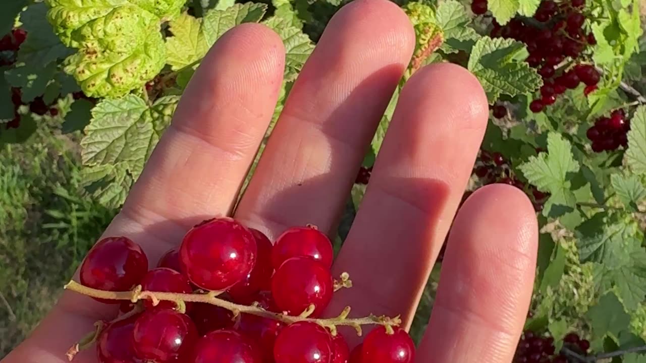 Vitamín C se nejvíce vstřebává nalačno