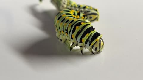 Swallowtail Caterpillar