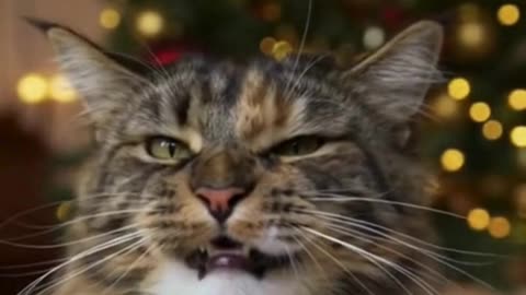 🐱🎄 My Cat Tried a Christmas Sweater… and Dramatically Collapsed 😂❤️