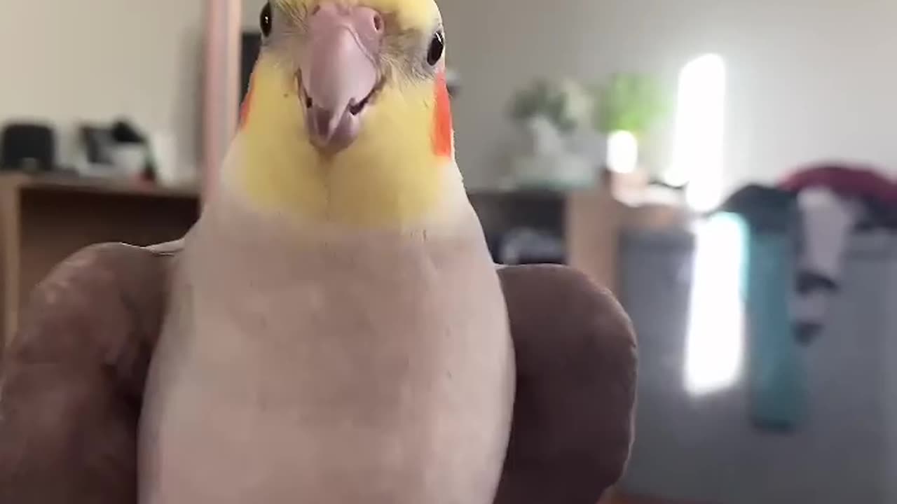 Cockatiel plays peekaboo