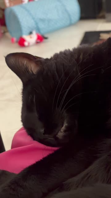 Cute Precious Piper Looks So Cute on My Lap - My Adopted Shelter Cat Vlog #shorts