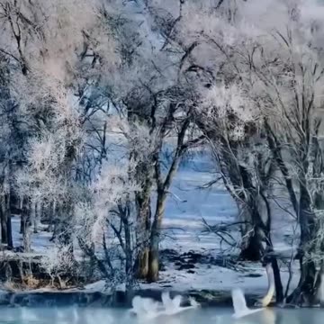 The Invaluable Beauty of Nature 💫🦢