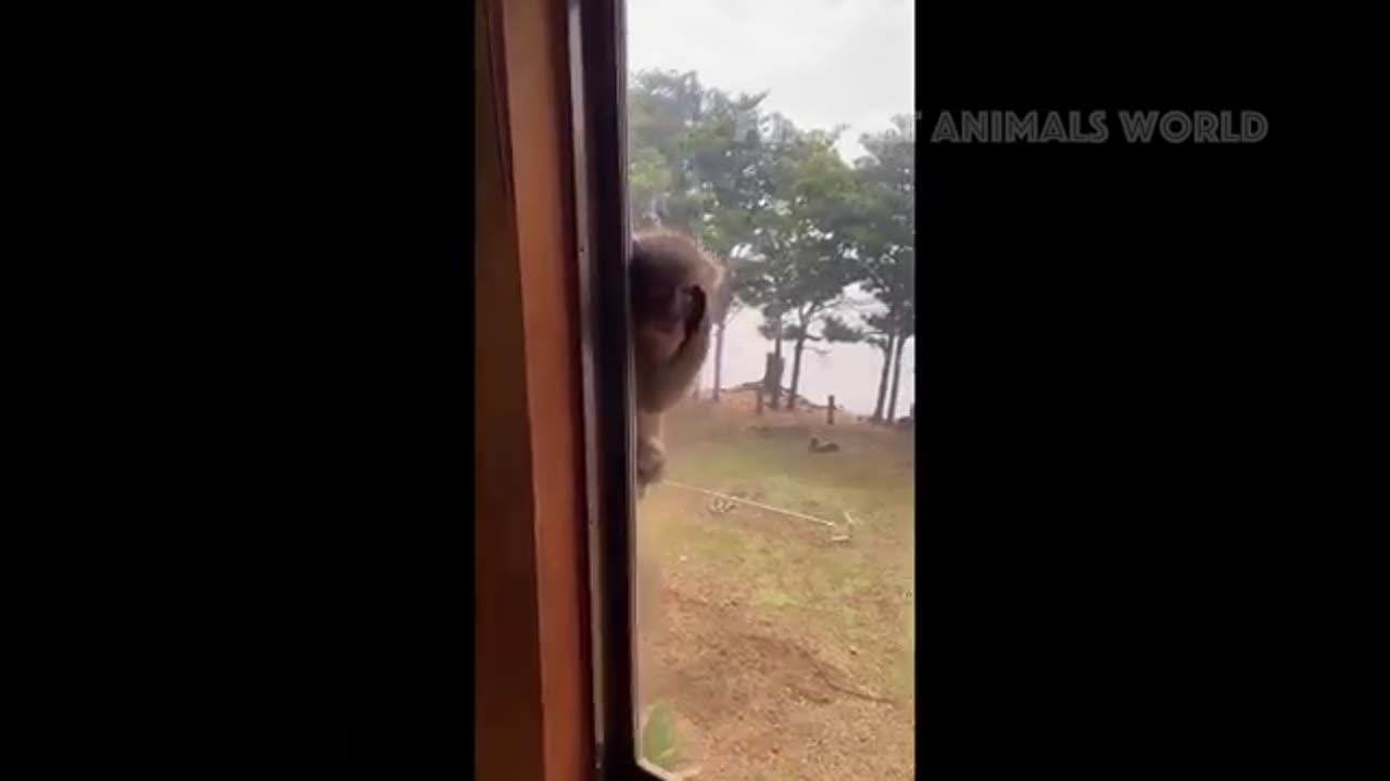 funny animal video