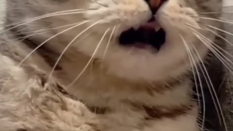 Try Not to Laugh Challenge 🤣