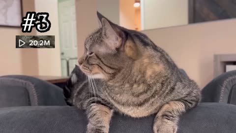 Breaking: PENNY'S TOP 10 MOST VIRAL VIDEOS!