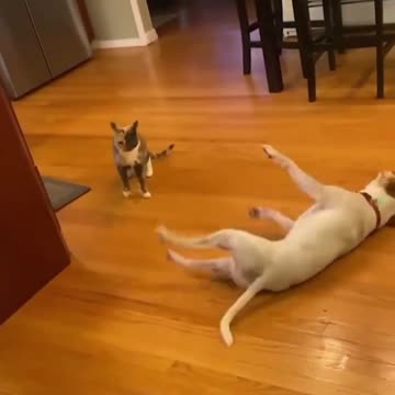 Funniest Video Compilation | Try Not to Laugh! 😂