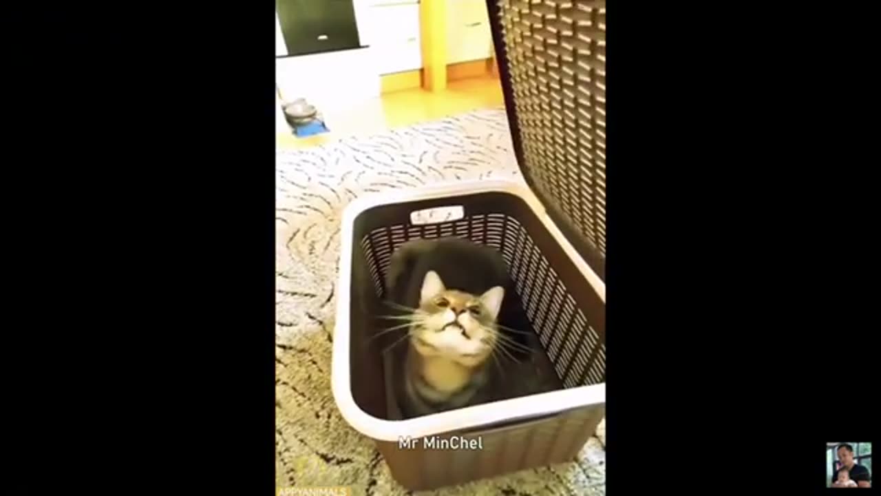 Funny Animal video-2