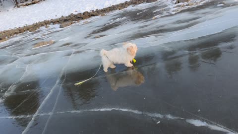 Dog walking on crystal clear ice on a lake