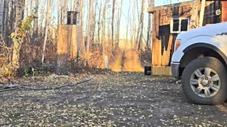 Dropping a Tree and Almost Crushing the Cabin #homesteading