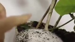 😂🐰 What's Wrong? I Thought It Was Cotton Wool! | FunFM