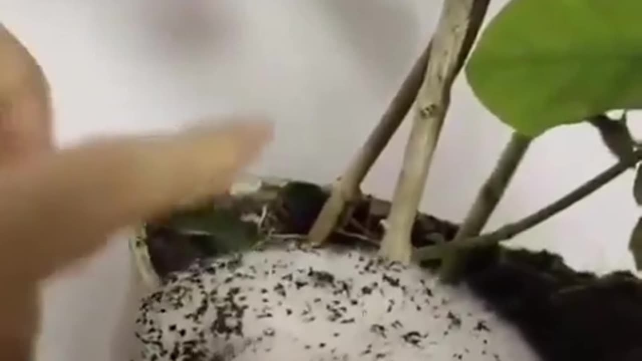😂🐰 What's Wrong? I Thought It Was Cotton Wool! | FunFM