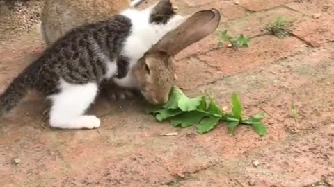 Animal Verse – Episode 1 - The Cute Bunny 3!