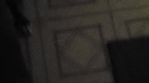 100225 Gretchen and Fenrir #dogs