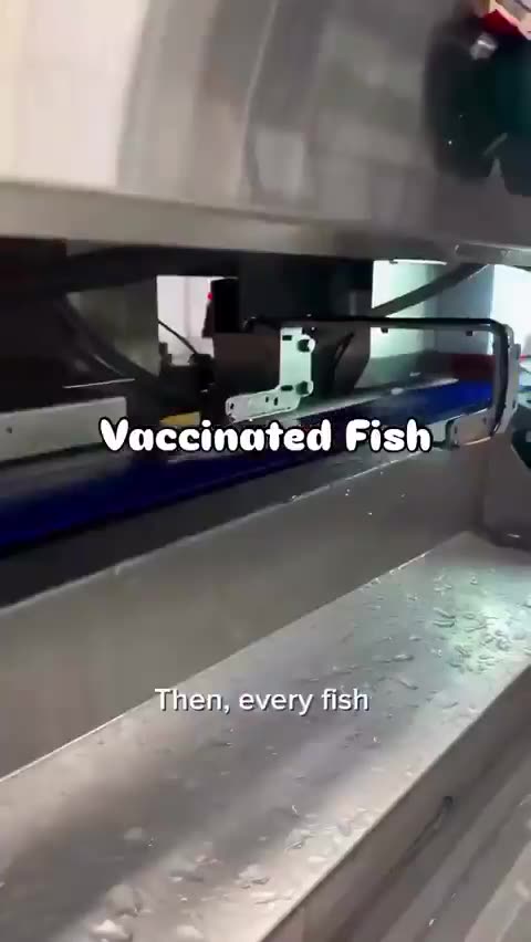 vaccinated fish 4