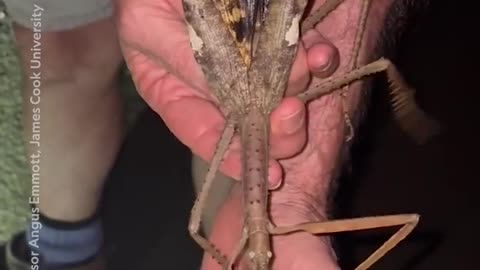 🧠✨ Discover Australia's Heaviest Insect! Prepare to Be Amazed | FeedMyCuriosity