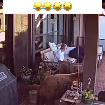 Bear Wants To Talk 😂