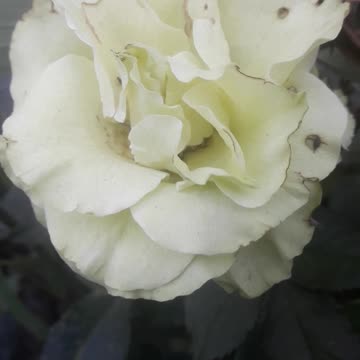 Green Rose Turned White