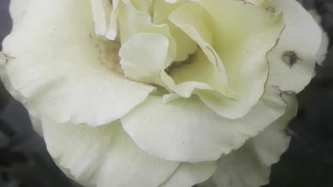 Green Rose Turned White