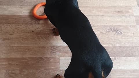 Little Legs, Big Energy: Dachshund and Doberman Besties Play Fight!